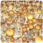 Псилоцибиновые (галлюциногенные)  грибы Psilocybin "Golden Teacher" в Алуште